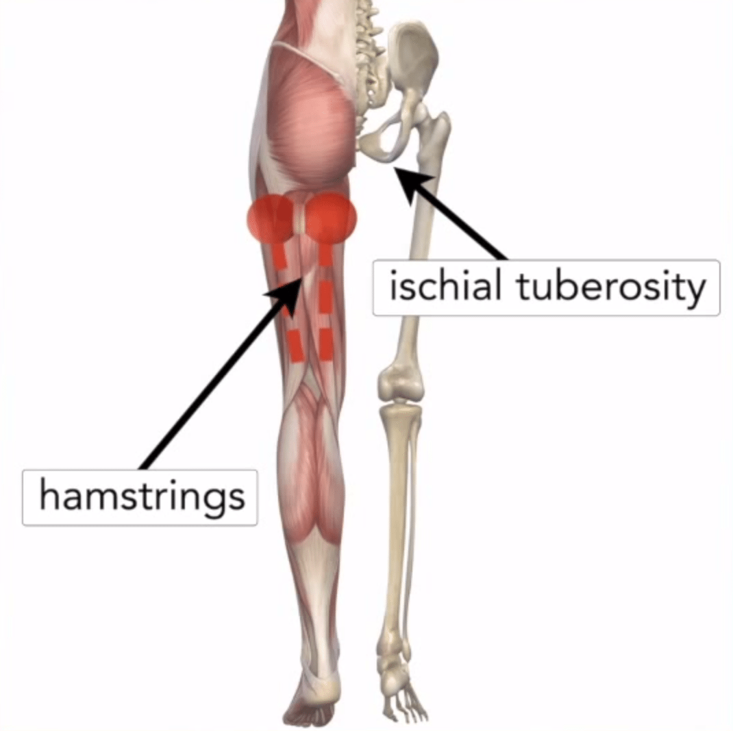 Hamstring cause 2025 back pain